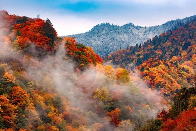 金戈铁马古青溪 熊猫彩林唐家河丨唐家河红叶季系列活动精彩来袭……