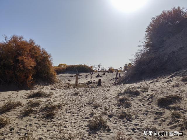 额济纳旗胡杨林