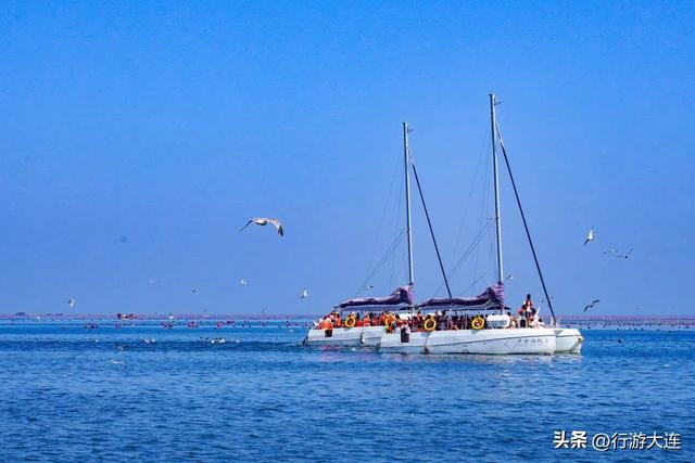 到海边去！大连市区赶海、喂海鸥全攻略
