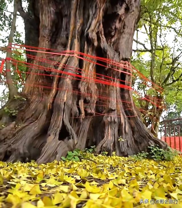 成都这5大千年银杏，超级惊艳，其中一株相传是杨贵妃种植！