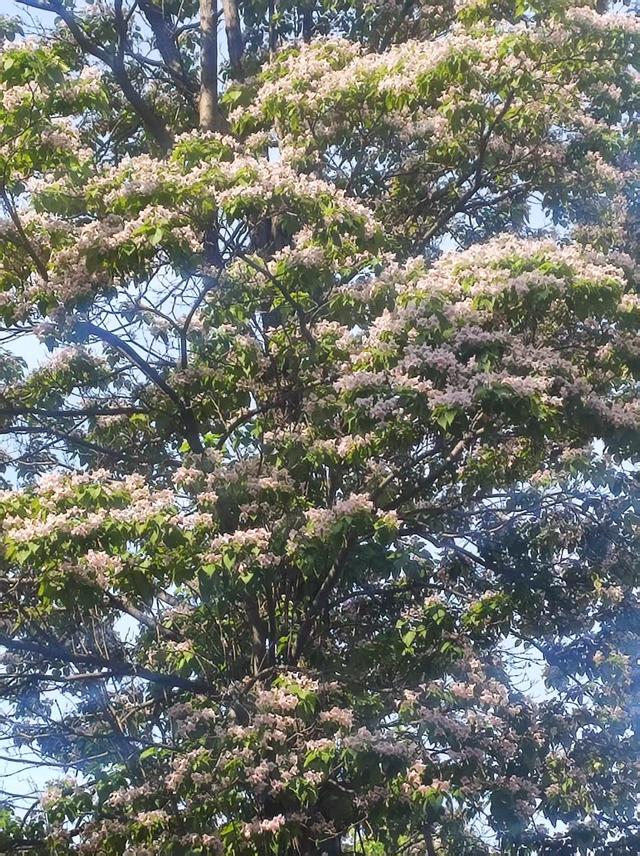 中原区昆仑路楸花如紫色瀑布