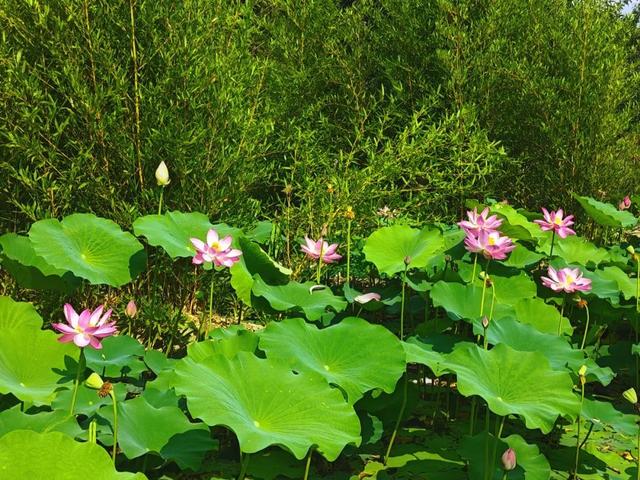 【寻美平度】盛夏的云山，甚 “荷” 我意