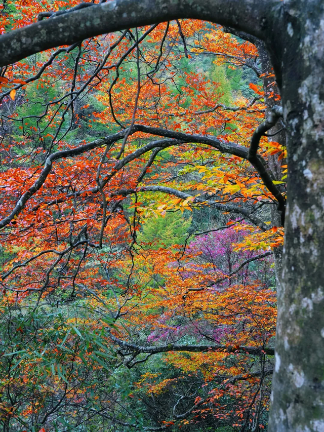 听劝！别再去光雾山米仓山人挤人，红叶没有啦！