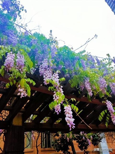 南昌紫色预警！全城紫藤花瀑已开挂，这4个秘境错过等一年