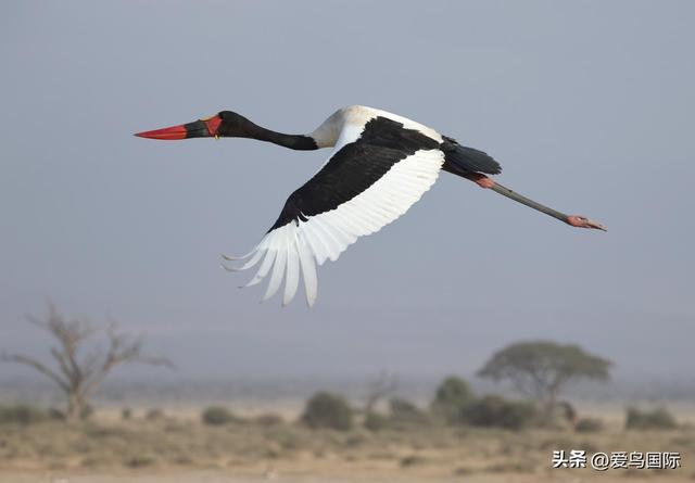 高像素+超长焦+高速连拍：佳能EOS R5II+RF200-800探秘东非动物
