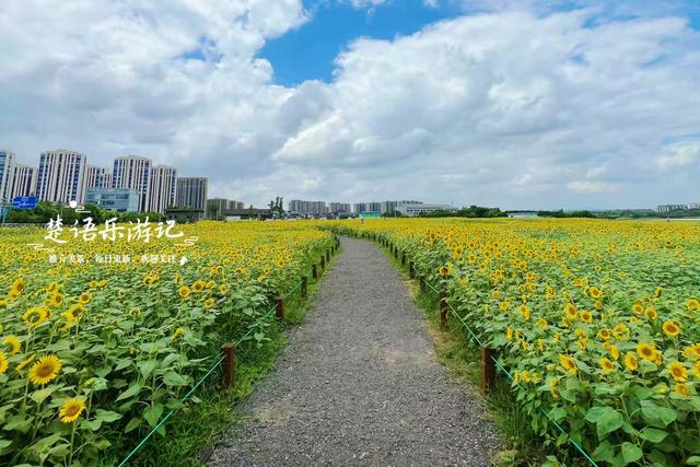 浙江宁波的江岸向日葵花海，与3处诗意荷塘相邻，拍照超级出片
