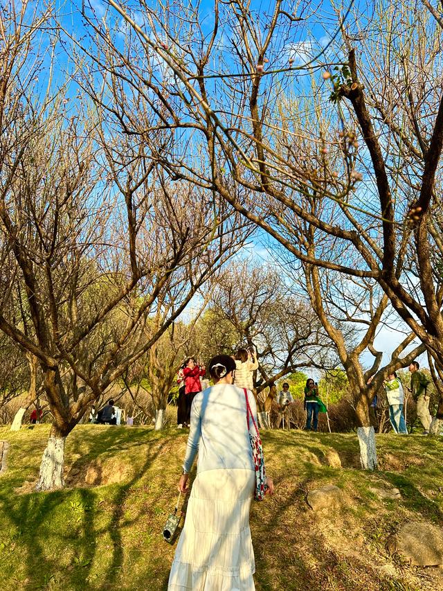深圳赏梅天花板!🌸27000m²梅园地铁直达