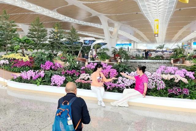 韶关兰花，登陆T3