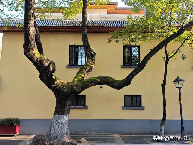 南京“丑萌”梧桐C位出道！颐和路半天游，把民国浪漫拍成表情包