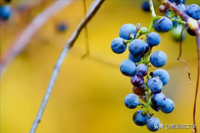 鲁山，鲁中名山