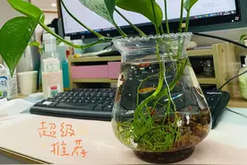 在家里，养 15 种水培植物，状态清晰可见，省心更省力图片