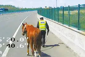新疆：民警捡到一匹马图片