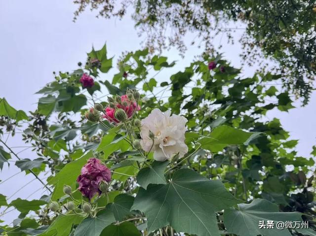 太惊艳了！北滨大道、音乐广场、太白岩、龙溪大道、南滨公园……快去→