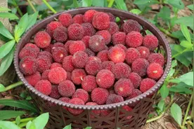 泡杨梅酒时，直接泡是大错，教你一招，放3年不坏，越喝越醇香图片