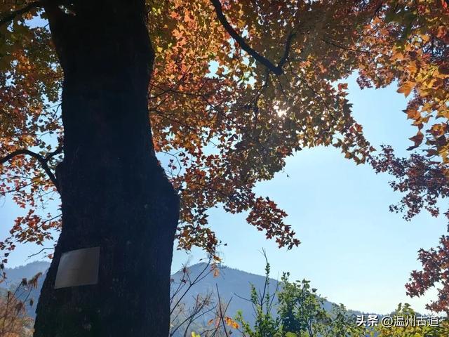 温州这两条知名红枫古道已经红啦！周末是最佳观赏期，不要错过！