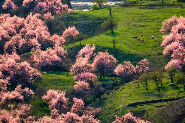 草原花海,塞外江南——超全新疆伊犁旅游攻略
