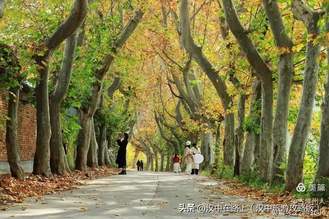 汉中老厂区的梧桐大道,太火了!