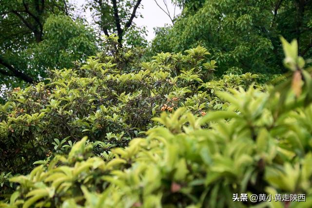 99%陕西人没听过的秦岭小山，海拔只有太白山1/4，却被写入史书！