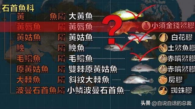 墨西哥花胶多少钱一克 2025年墨西哥花胶多少钱一克价格