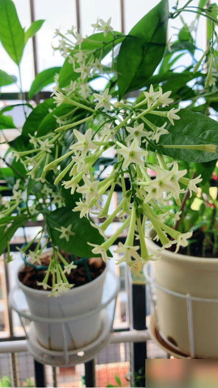 阴花不能进阳宅！这5种花“打死”也不养，家里若有？快挪走！