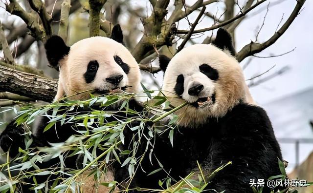 中方制裁不到24小时，日本对华提了个请求：希望能再给几只大熊猫