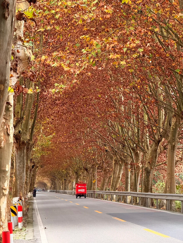 成都最美梧桐大道绵延20公里，地铁19号线直达，快去打卡！