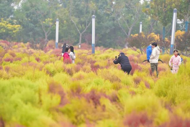如梦如幻！生态城惊现秋季最美打卡地