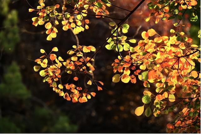 一叶知秋！2025年石家庄市城区赏秋指南来啦 这些地方别错过