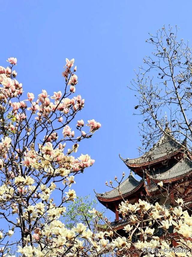 成都本周顶流，不是油菜花，是它——只有本地人才知道的赏花地图