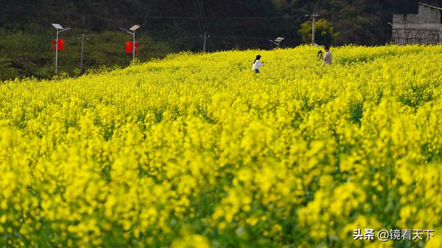 彝良海子油菜花开