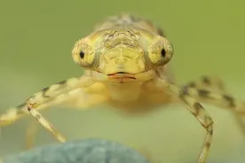 1年吃掉3000只蚊子，8年才能长大，如今却被做成美食端上餐桌！图片