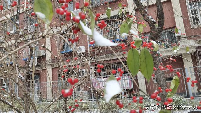 2025年北京冬天第一场雪后随手拍的小情小景，打动您了吗