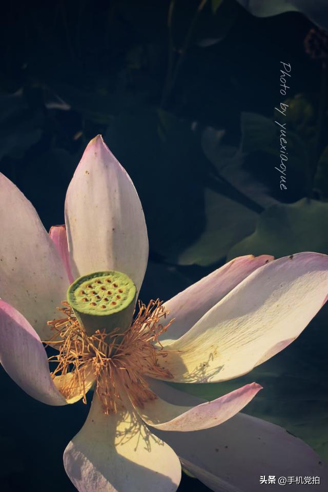 带你逛拍天津小站荷花塘｜这里的荷景别样美
