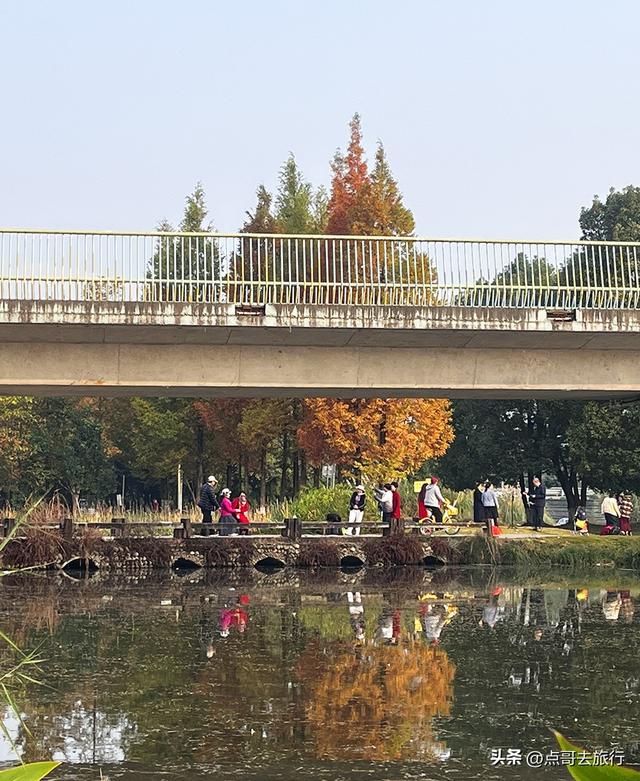 成都最美水杉红了，染红了湖面，不要门票，地铁公交直达！
