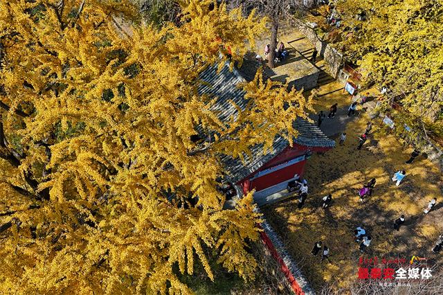 古刹藏金叶 银杏染清辉