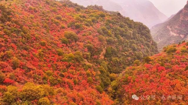 【视觉永济】红叶映云海 五老峰初冬盛景邀您打卡