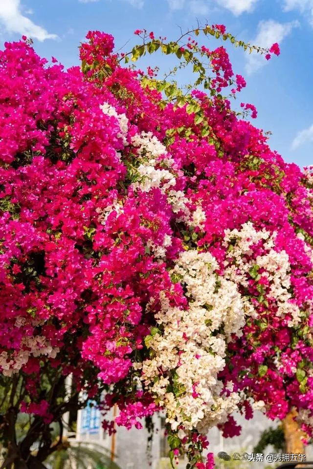 旅居云南｜德宏，是你安放身心、享受生活的最佳过冬地！