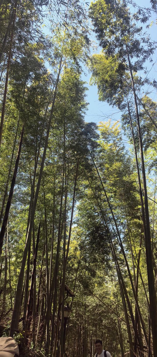 绍兴梅坞古道一条 对新手小白特别友好的线路