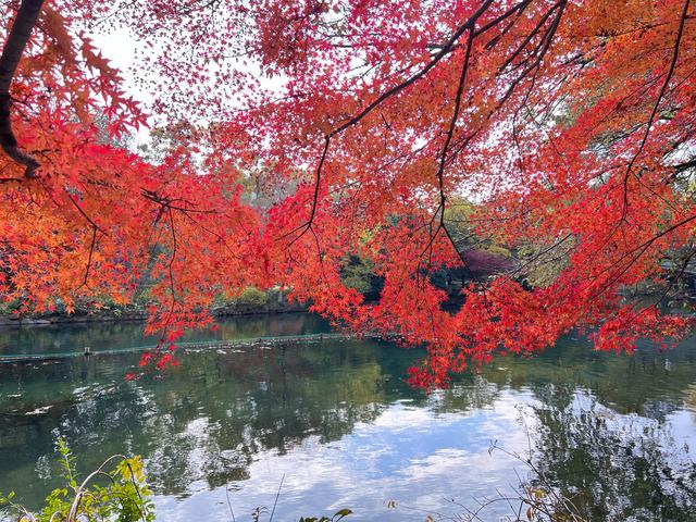 如花如画，每年一见的杭州红叶季到了，错过再等一年。