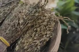 儿童喝的独脚金太子参汤--健脾开胃，消食化积！图片