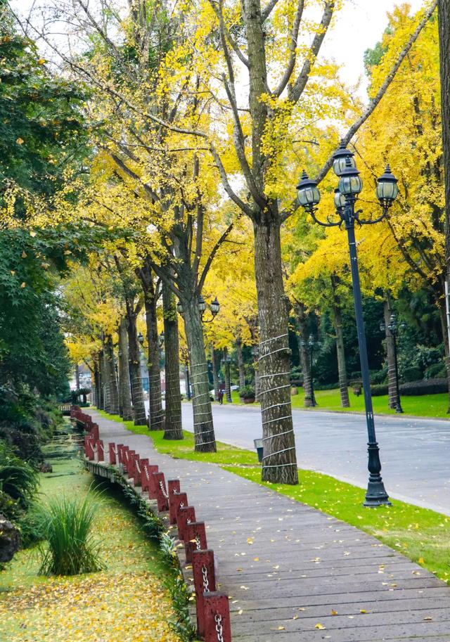 好看!好拍!郫都银杏打卡攻略→