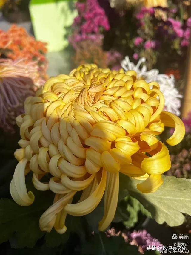 李友珍||岁月倏然·菊韵飘香——紫竹院公园的菊展