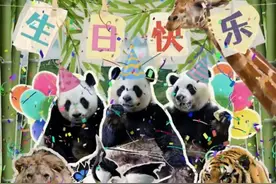 全球唯一大熊猫三胞胎10岁生日图片