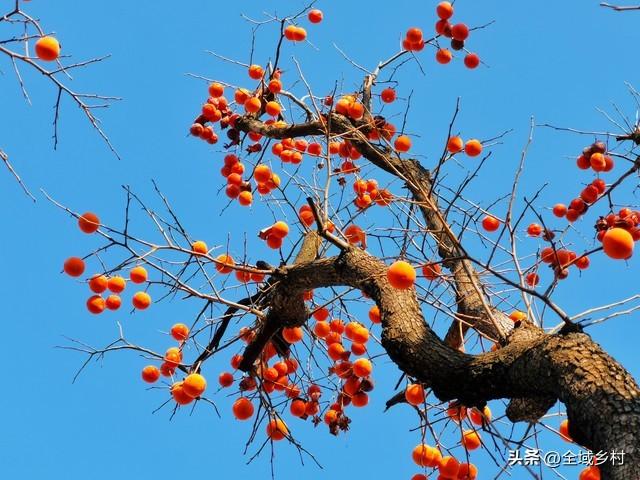 河南山村藏不住了！火红柿海+绝美秋景免费赏，随手拍都是大片！
