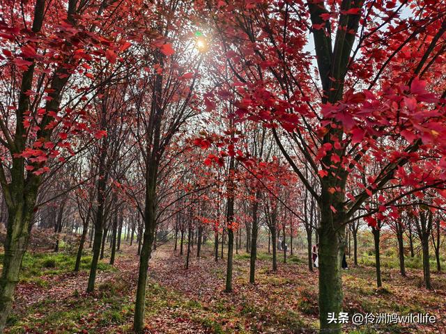 四川行(75)广汉②金雁湖公园·黑塔街·龙居寺