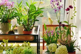 8种“阴性花”不喜大太阳，光线差一点，才能呼呼长“开大花”图片