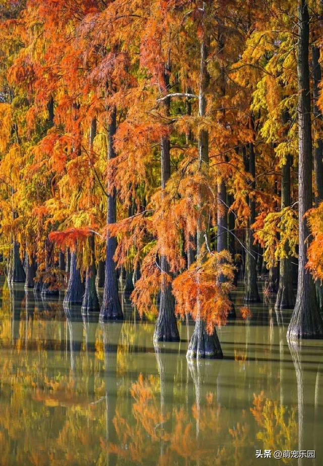 涨渡湖水杉林悄然燃烧，火红倒影美如画，错过再等一年