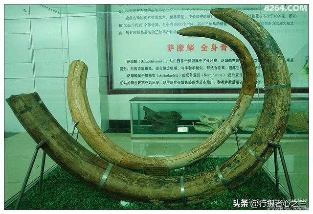 山东行游影记（27）—平邑天宇自然博物馆（二）