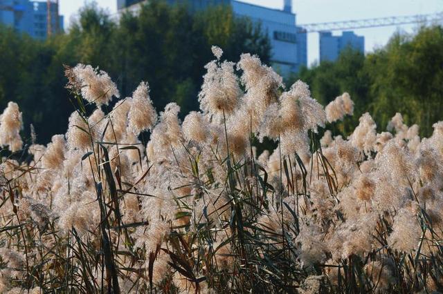 秋之彩色吉林｜苇花飞处是镜湖