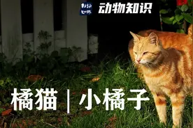 橘猫的10个小知识图片